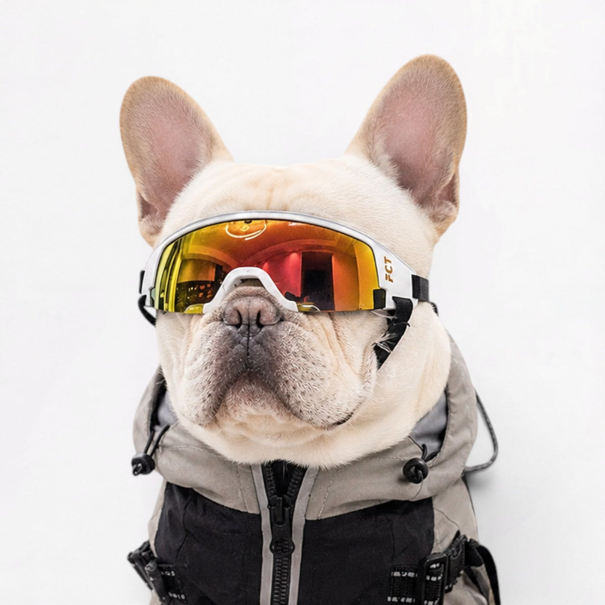 French Bulldog Hats, Goggles & Accessories