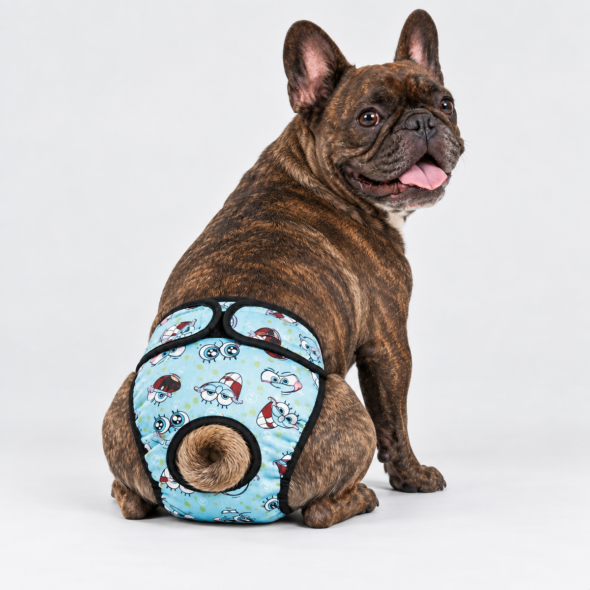 French Bulldog wearing a washable diaper on a light gray studio background