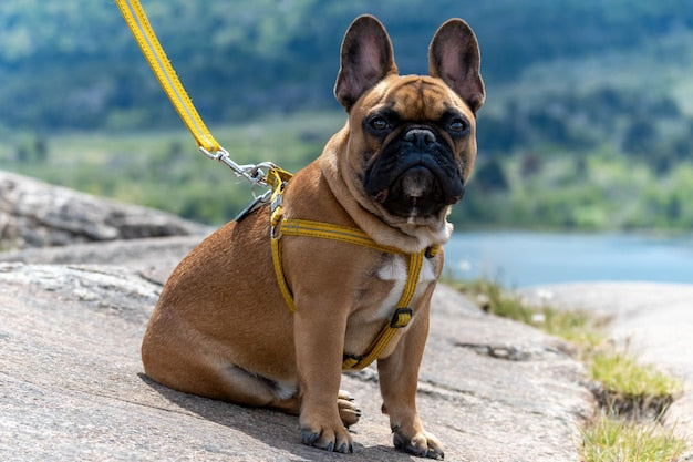 Harness