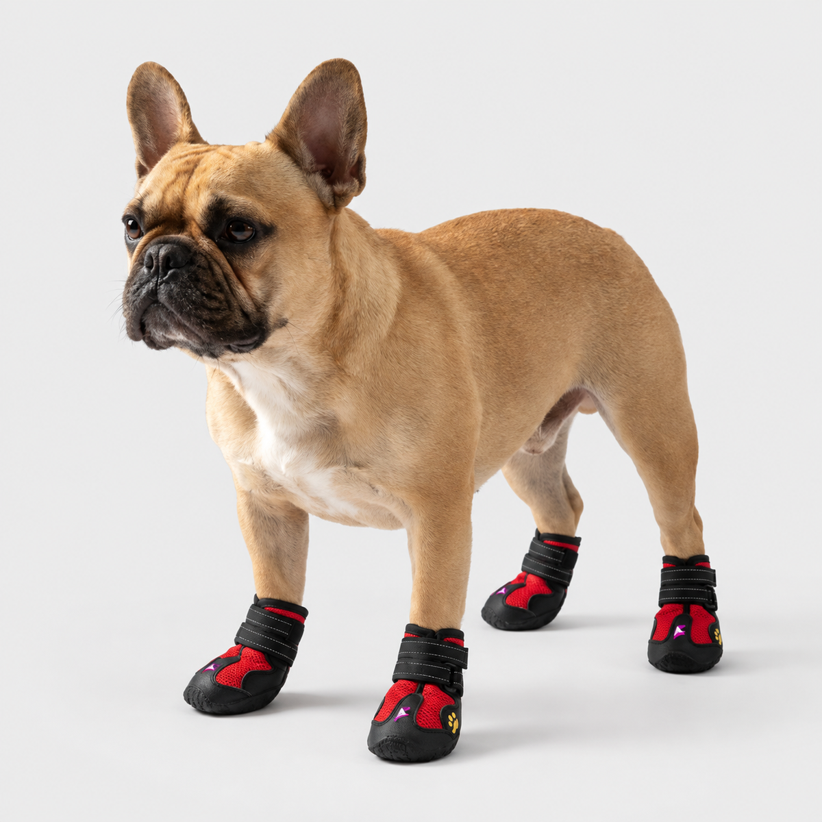French Bulldog wearing red and black dog boots on a light gray background