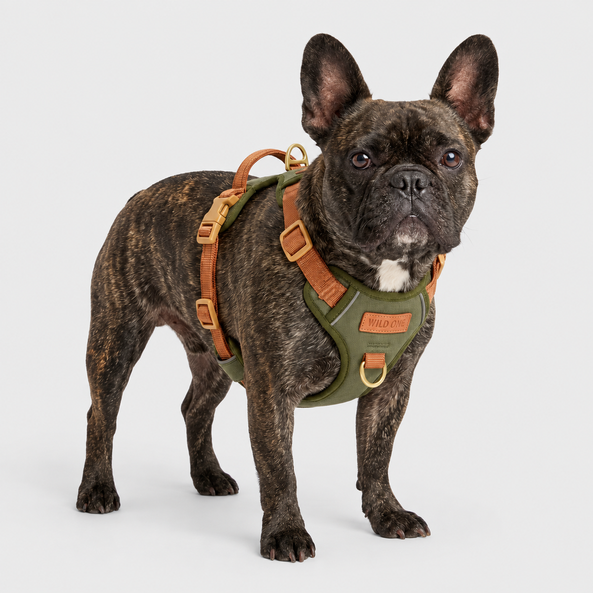 French Bulldog wearing an olive and tan harness on a light gray background