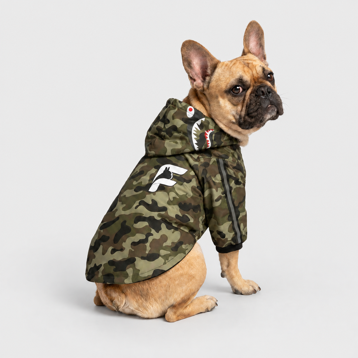 French Bulldog in a camouflage rain jacket on a light gray background