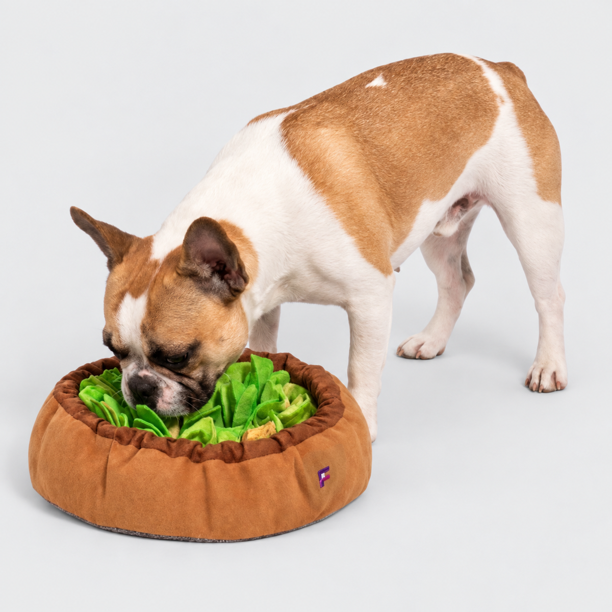 French Bulldog exploring a snuffle mat toy on a light gray background