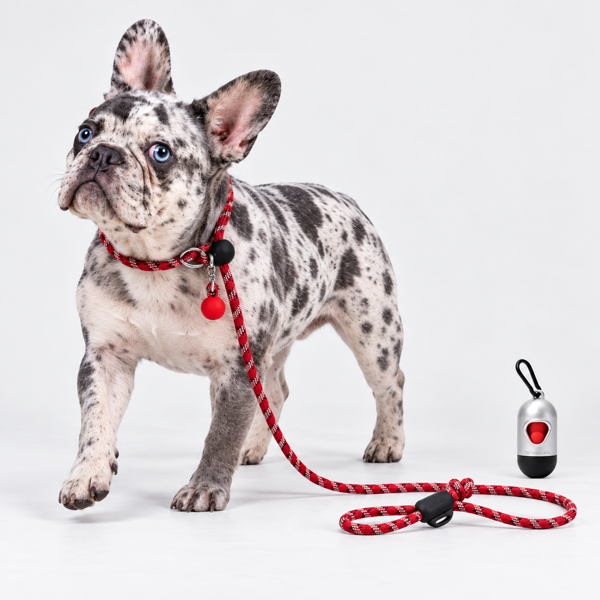 Racetrack Adjustable French Bulldog Slip Leash — 6114865280478