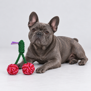 Cherry Rope French Bulldog Tug Toy — 5104634344383 v3