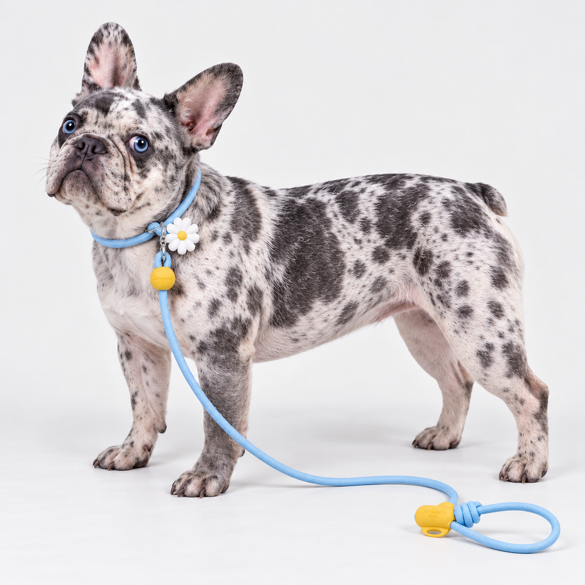 Daisy Hands-Free French Bulldog Slip Leash & Dispenser — 5960988255717