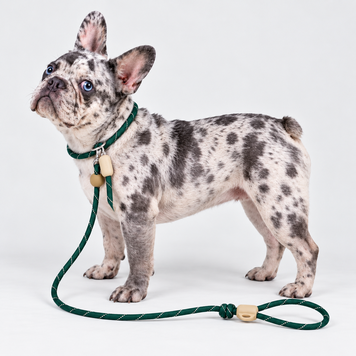 Forest French Bulldog Slip Leash — 6274590355250