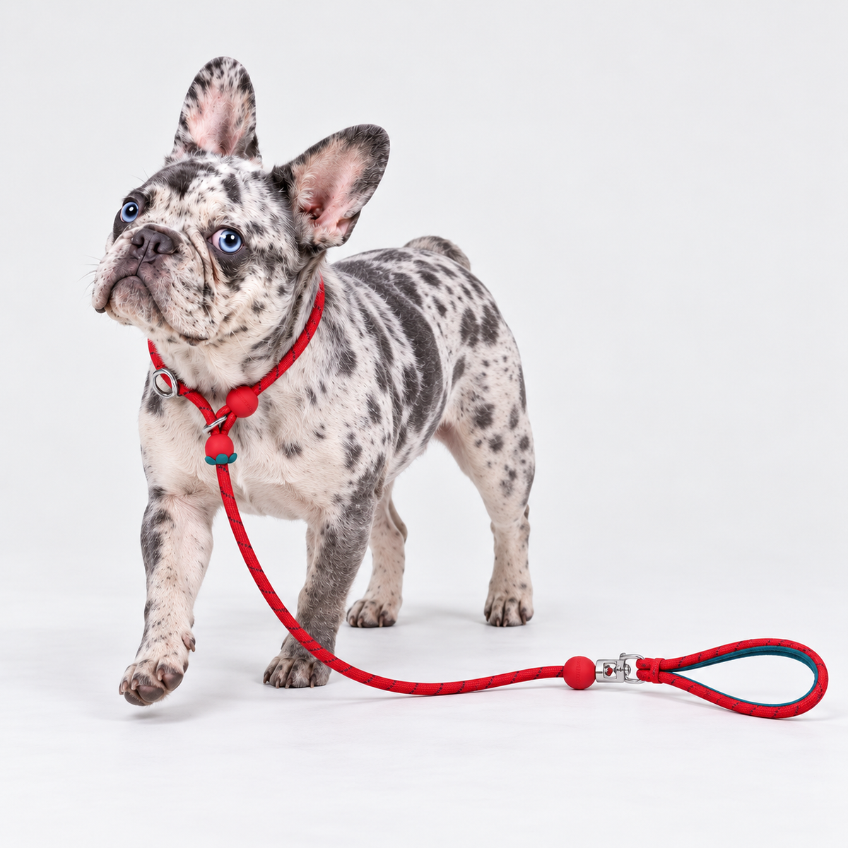 Lightweight French Bulldog Slip Leash — 5944372256405