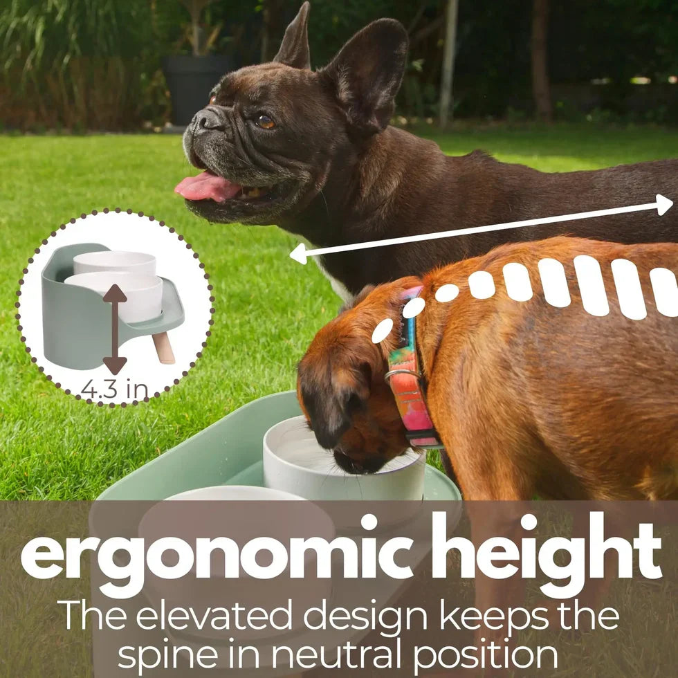 Adjustable elevated bowl set that lets a short-necked Frenchie eat upright