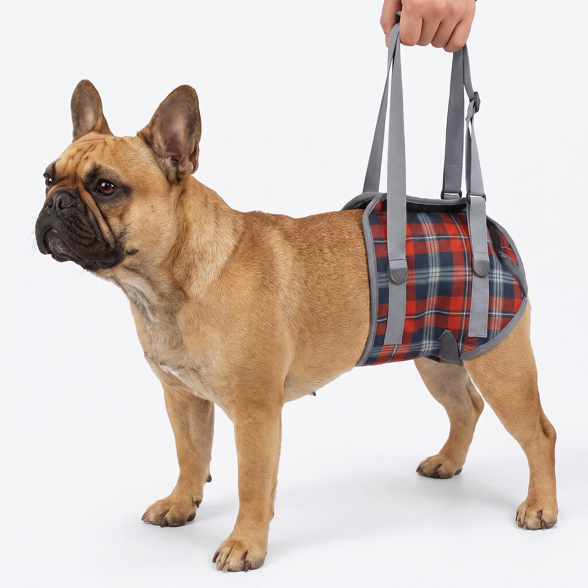 French Bulldog Lift Harness | Frenchie Support & Comfort Harness