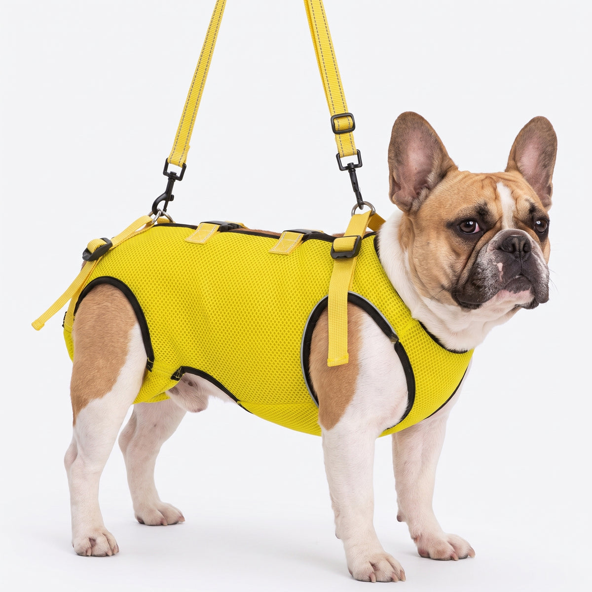 French Bulldog Lift Harness | Frenchie Elderly & Injured Dog Support
