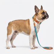 French Bulldog Adjustable Anti-Lost Collar & Leash Set | Frenchie ID Set