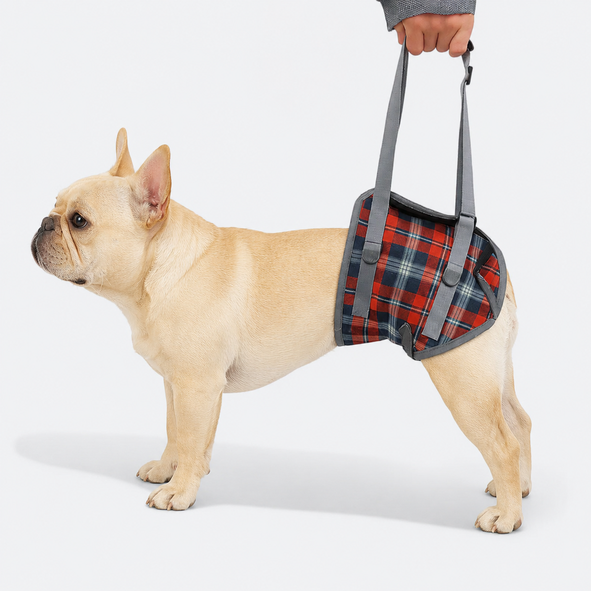 French Bulldog lift harness with thickened reinforced D-rings