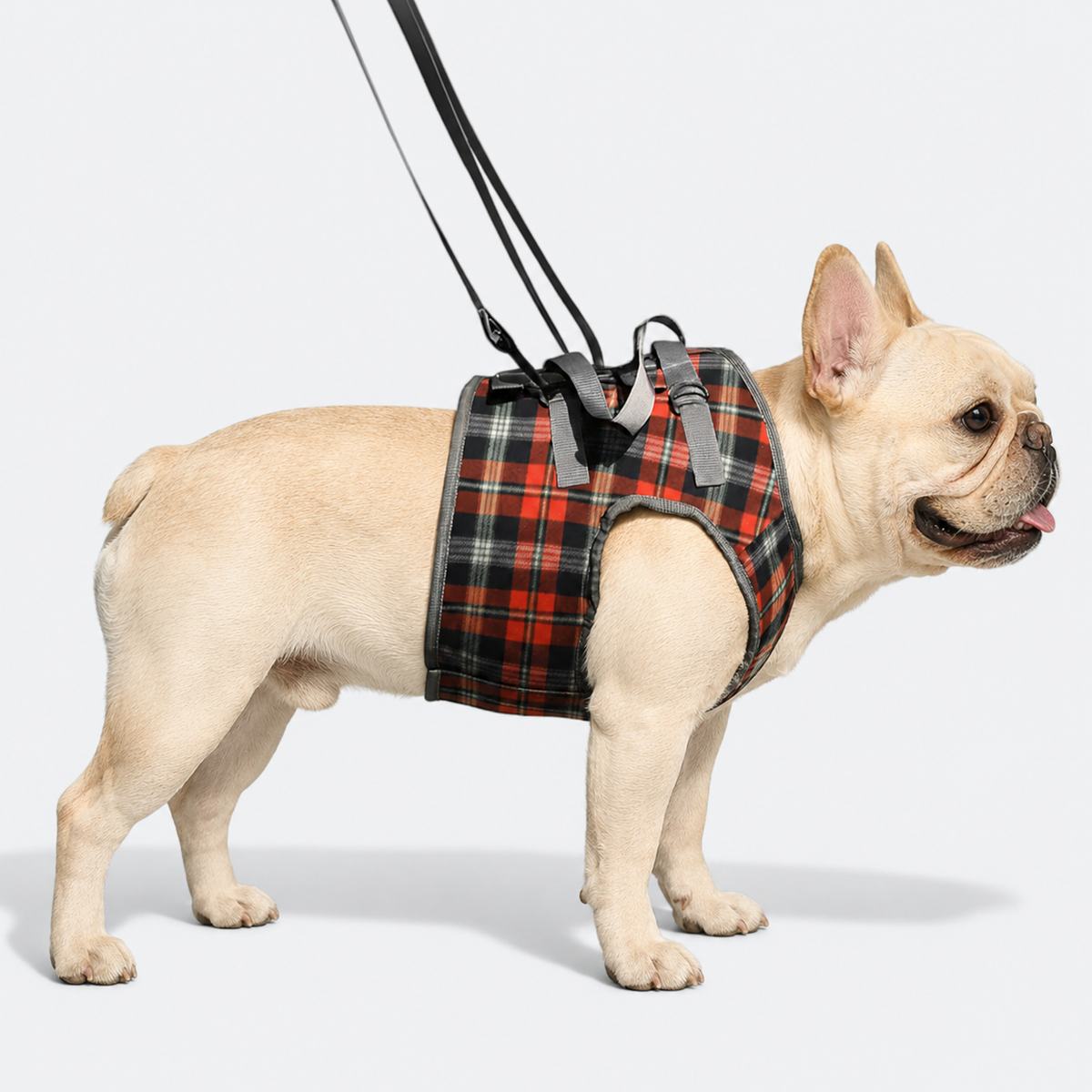 Lift support harness for French Bulldogs with an adjustable shoulder strap