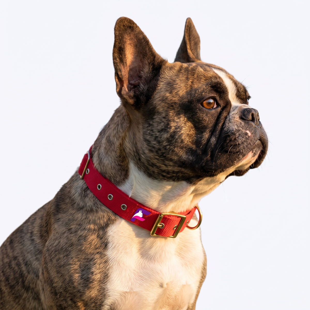 French Bulldog Adjustable Solid Nylon Collar | Frenchie Everyday Webbing Collar
