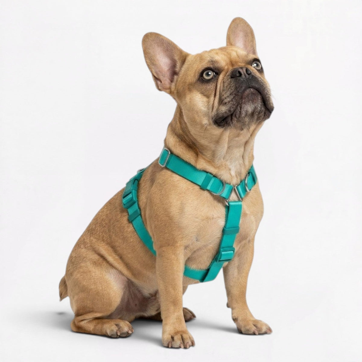 French Bulldog harness with independently adjustable neck and chest straps