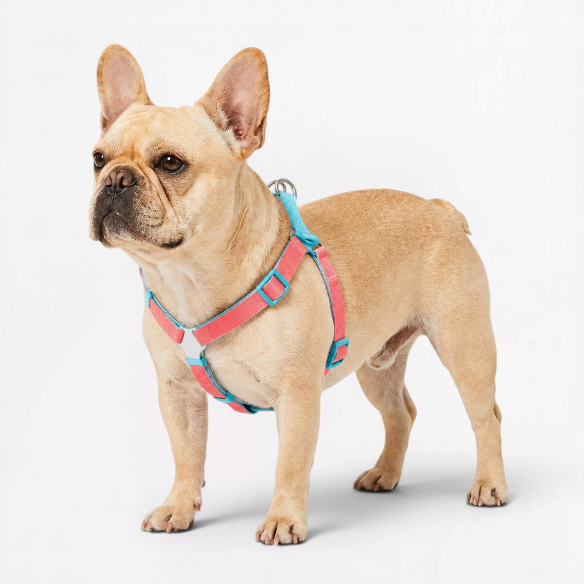 Minimalist French Bulldog harness with narrow webbing that cuts bulk in warm weather