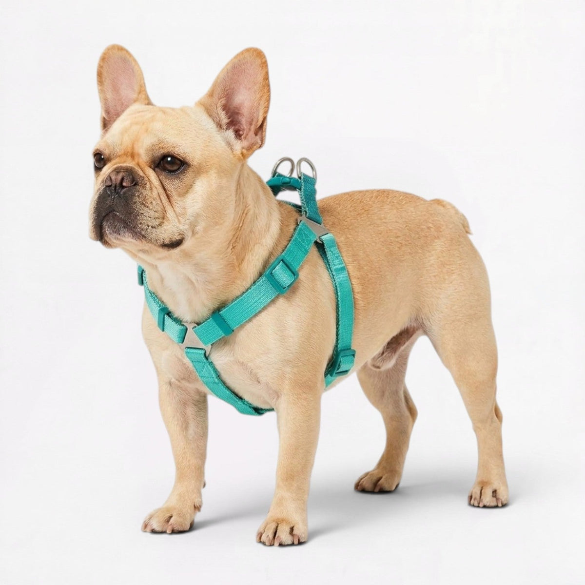 French Bulldog harness with dual stainless steel D-rings for secure leash clipping
