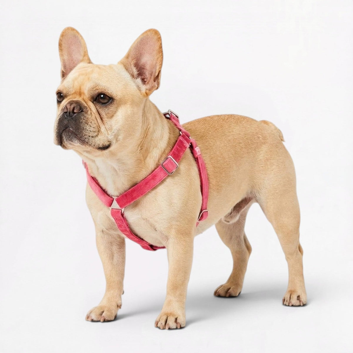 French Bulldog step-in harness in lightweight nylon webbing