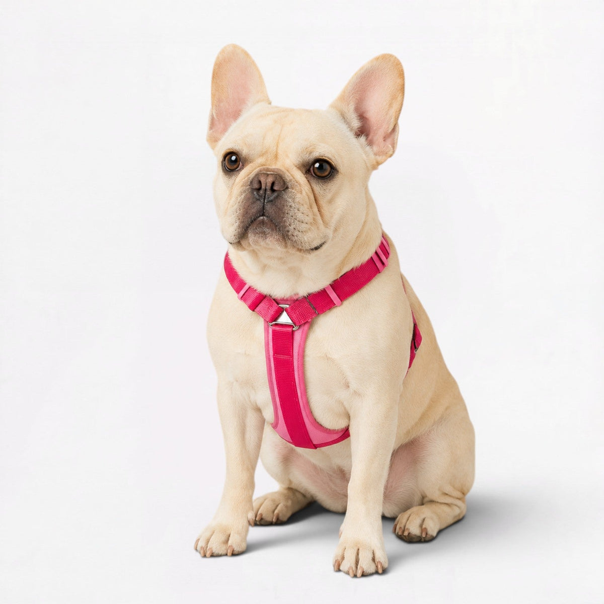 French Bulldog step-in harness in sizes S, M and L