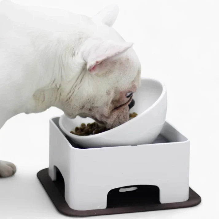 Tilted ceramic elevated dog bowl for Frenchies on an adjustable stand