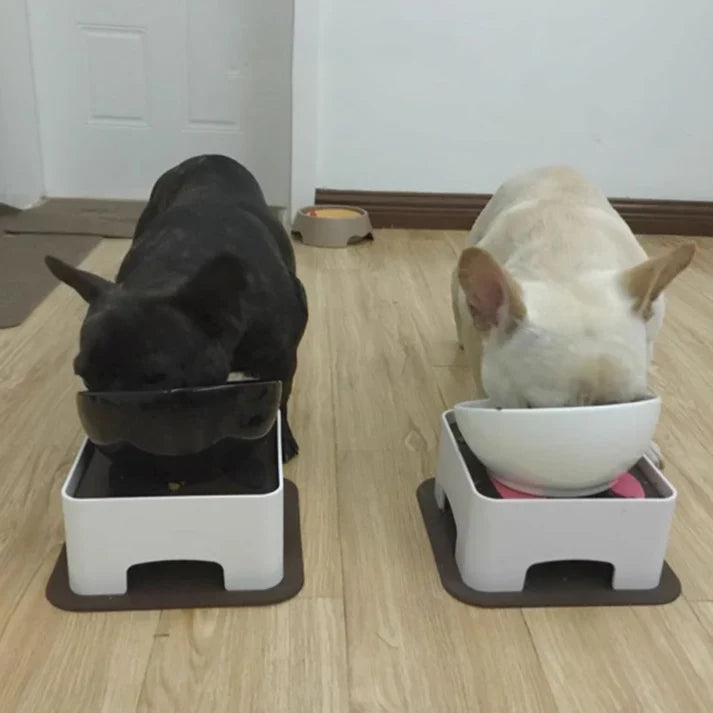 Frenchie elevated ceramic bowl with a white dish