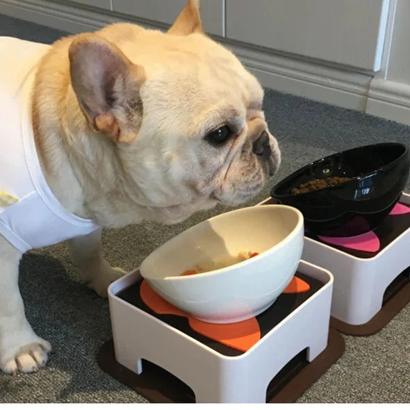 Angled ceramic bowl for Frenchies that brings food to the front