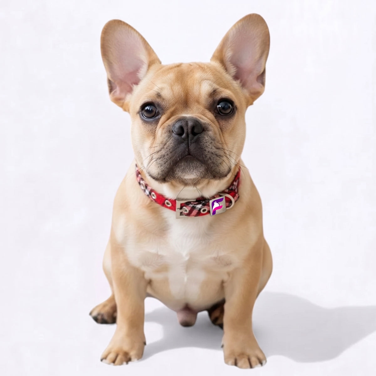 French Bulldog Classic Plaid Adjustable Collar | Frenchie Woven Tartan Collar