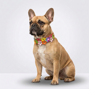 French Bulldog Colorful Flower Leather Collar | Frenchie Floral Charm Collar