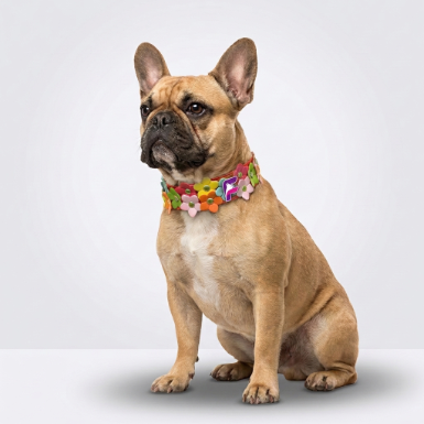 French Bulldog Colorful Flower Leather Collar | Frenchie Floral Charm Collar