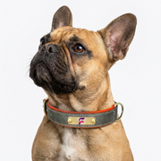 French-Bulldog-Custom-Engraved-Leather-Collar.jpg