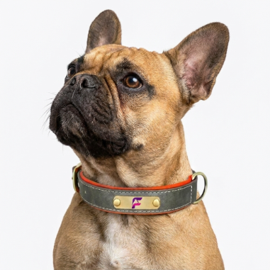 French-Bulldog-Custom-Engraved-Leather-Collar.jpg