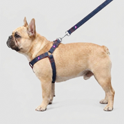 French Bulldog Denim Harness & Collar Set | Frenchie Denim Walk Set