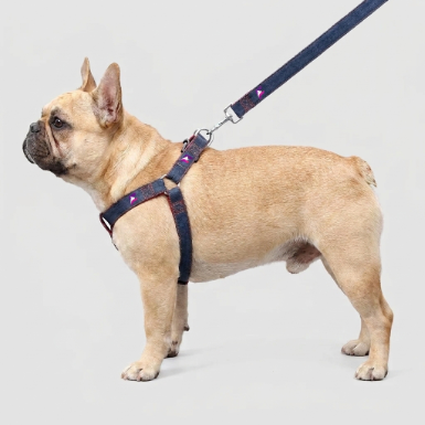 French Bulldog Denim Harness & Collar Set | Frenchie Denim Walk Set
