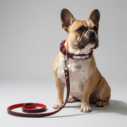 French Bulldog Engraved Leather Collar & Leash Set | Frenchie Custom ID Set