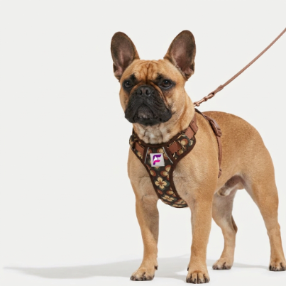 French Bulldog Floral Padded Harness & Leash Set | Frenchie Style Set