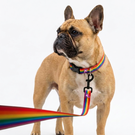 French Bulldog GeoPattern Collar & Leash Duo | Frenchie Galaxy Print Set