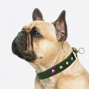 French Bulldog Heavy-Duty Adjustable Collar | Frenchie Reinforced Collar