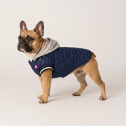 French Bulldog Hooded Cotton Jacket | Frenchie Comfortable Coat
