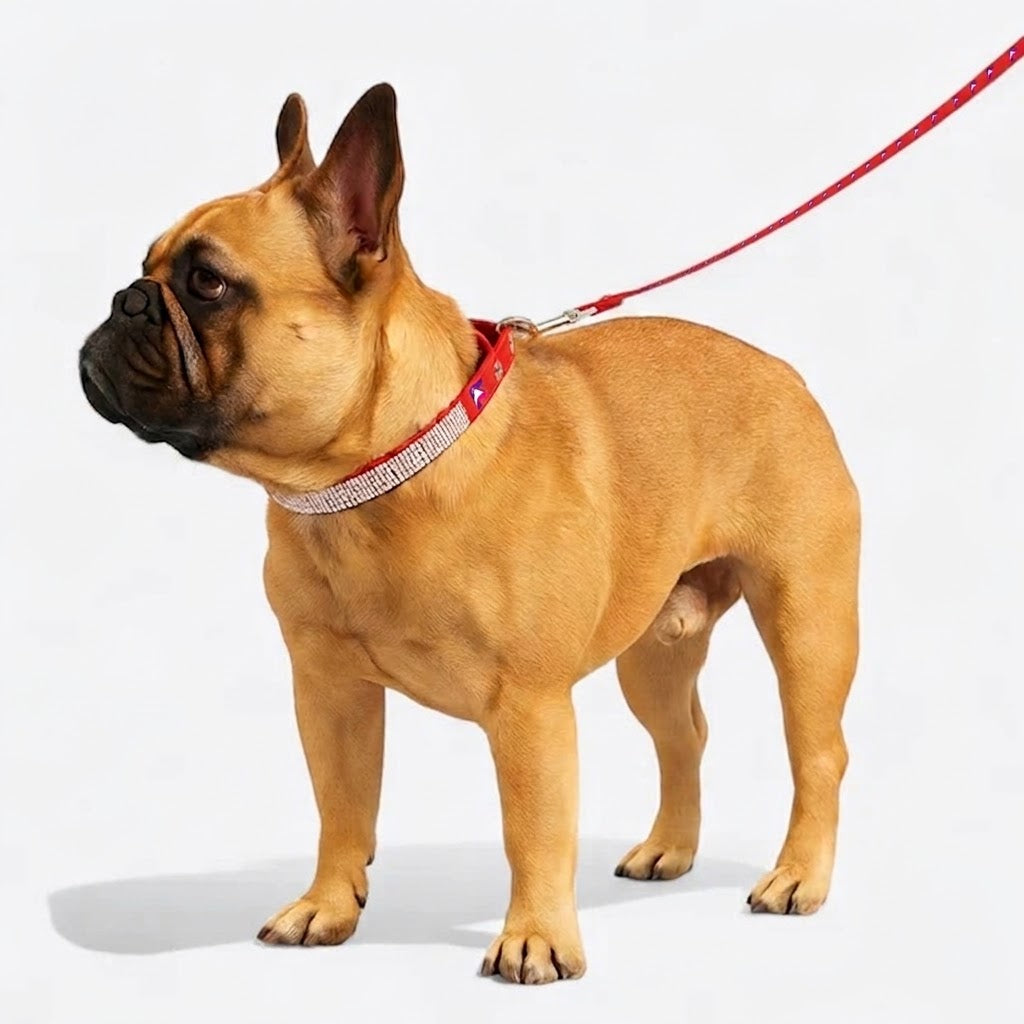 French Bulldog Luxurious Rhinestone Collar & Leash Set | Frenchie Sparkle Set