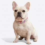 French Bulldog Luxury Bow Collar & Leash Set | Frenchie Rhinestone Bow Set