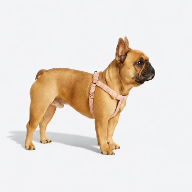 French Bulldog Luxury Plush Fabric Harness, Collar & Leash Set | Frenchie Teddy Set