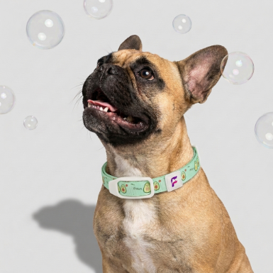 French Bulldog Natural Insect Repellent Collar | Frenchie Flea & Tick Guard