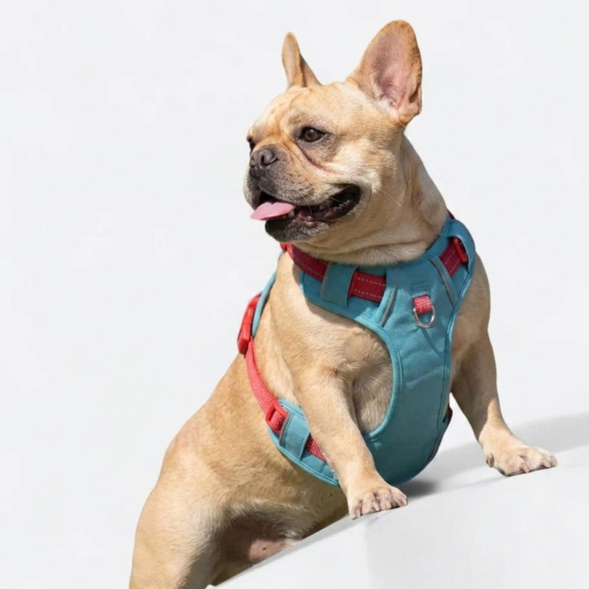 French Bulldog harness lined with breathable mesh