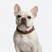 French Bulldog Premium Hand-Woven Leather Collar | Frenchie Braided Collar