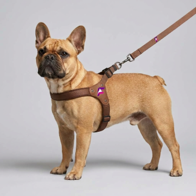 French Bulldog Premium Harness & Leash Set | Frenchie Leather Trim Set