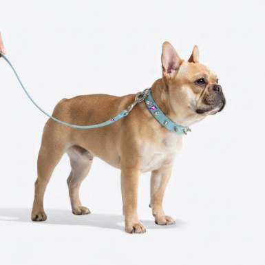 French Bulldog Punk Style Collar & Leash Set | Frenchie Edgy Spike Set