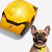 French-Bulldog-Rechargeable-LED-Walking-Collar.jpg