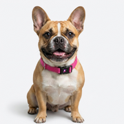French Bulldog Reflective Adjustable Nylon Collar | Frenchie Safety Collar