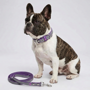 French Bulldog Reflective Collar & Leash Set | Frenchie Night-Visible Set